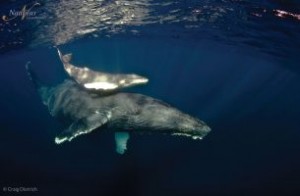 Socorro-humpback-whale-002-305x200
